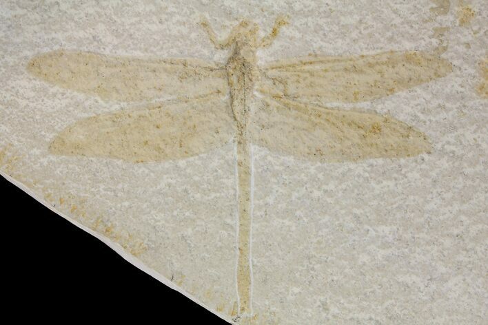 Fossil Dragonfly (Cymatophlebia) - Solnhofen Limestone #167796